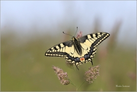 <p>OTAKÁREK FENYKLOVÝ (Papilio machaon) Rychnov u Jbc n. N. ----- /Old World swallowtail - Schwalbenschwanz/</p>